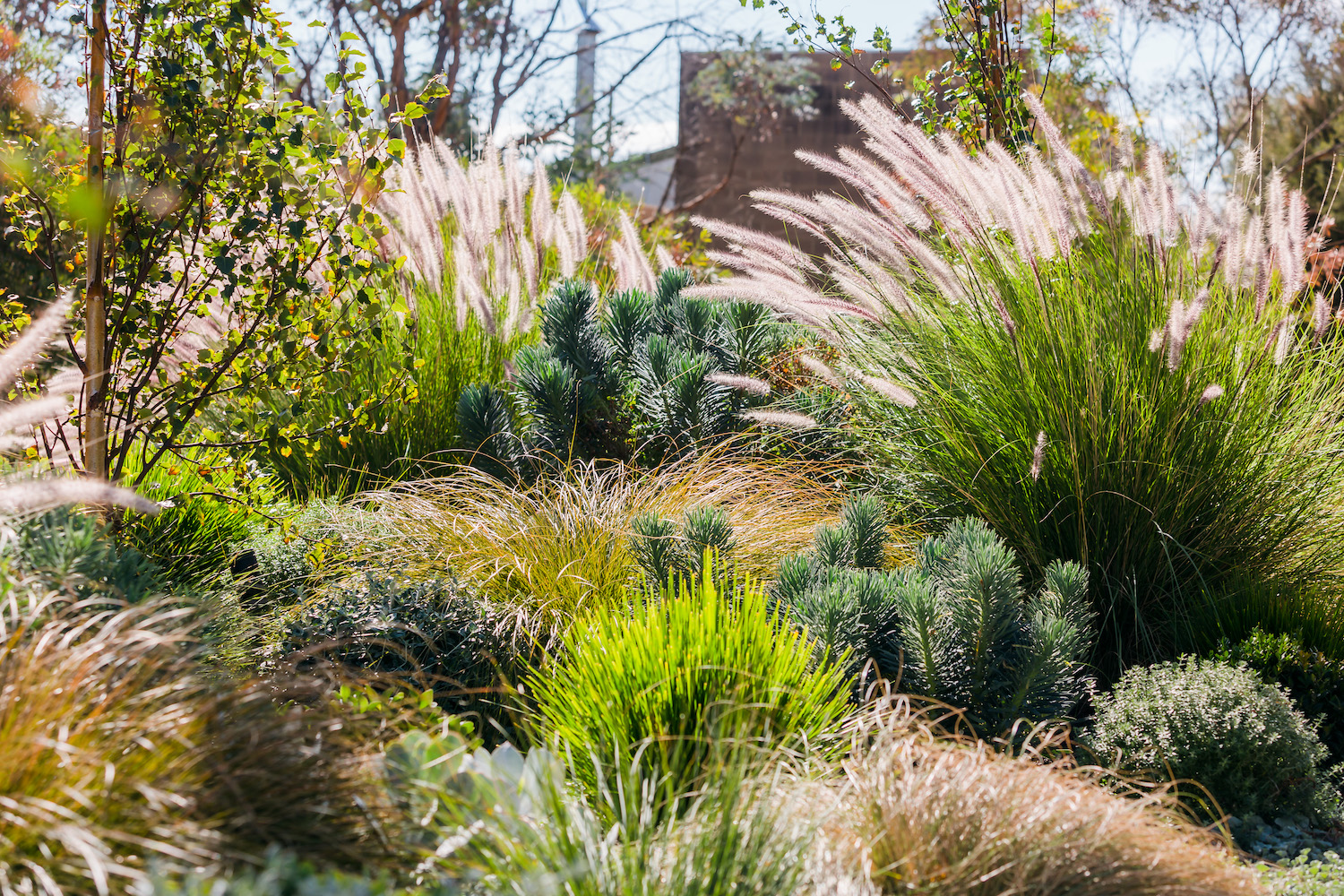 Herbert St COS Design